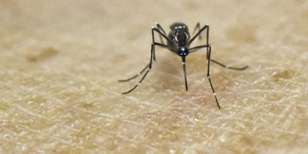 zika-virus-vietnam